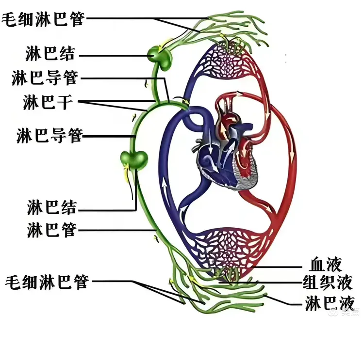 因为睡眠时间,人是平躺,受重力影响小,淋巴液循环就会正常